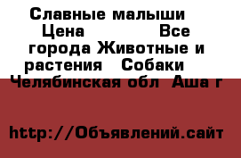 Славные малыши! › Цена ­ 10 000 - Все города Животные и растения » Собаки   . Челябинская обл.,Аша г.